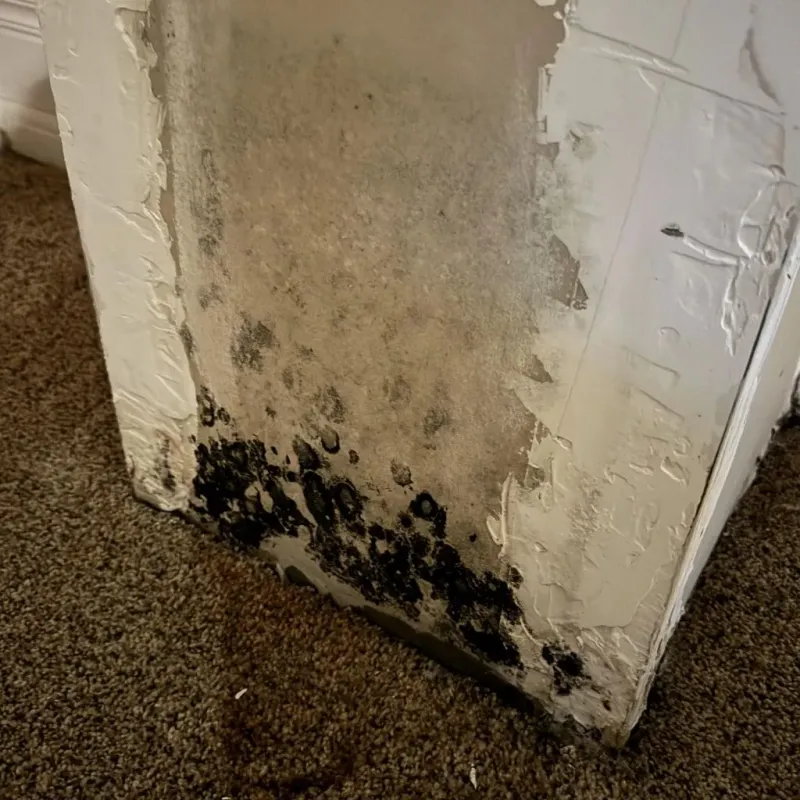Professional Mold Removal in Long Beach, IN
